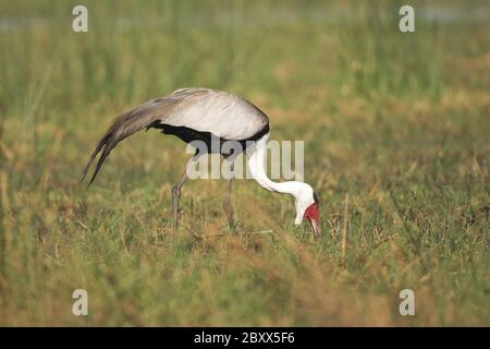 Wattled Crane, Sudafrica Foto Stock