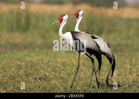 Wattled Crane, Sudafrica Foto Stock