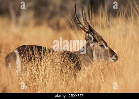 Ellissen waterbuck, Kobus ellissiprymnus ellissiprymnus Foto Stock