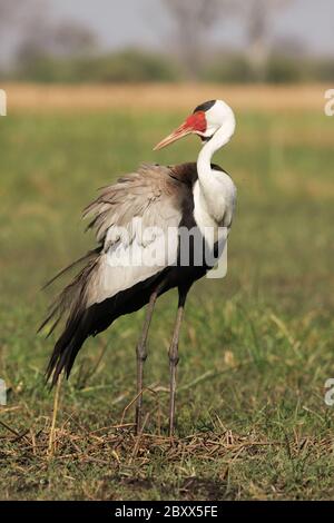 Wattled Crane, Sudafrica Foto Stock