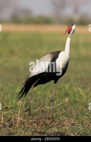 Wattled Crane, Sudafrica Foto Stock