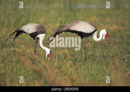 Wattled Crane, Sudafrica Foto Stock