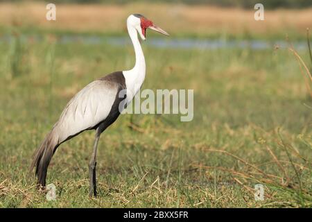 Wattled Crane, Sudafrica Foto Stock