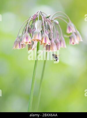 Nectaroscordum siculum - aglio miele siciliano - fiori che attraggono un'ape bumble nel giardino britannico Foto Stock