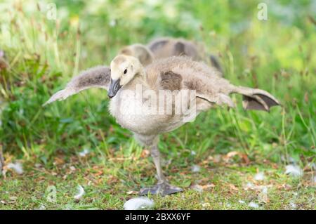 Canada Goose gosling in piedi su una gamba che si estende ali Foto Stock