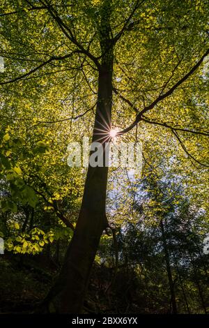 Il sole, con stella di apertura, splende attraverso le cime degli alberi nella foresta verde, tronco di un albero al centro del quadro Foto Stock