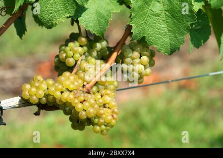 Lo chardonnay verde uva sulla vite Foto Stock