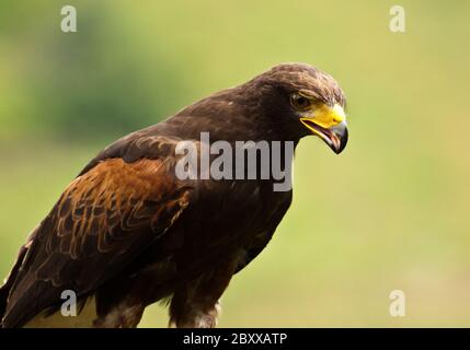 Harris Hawk, Hawk, Hawk alato a baia, Hawk Dusky Foto Stock