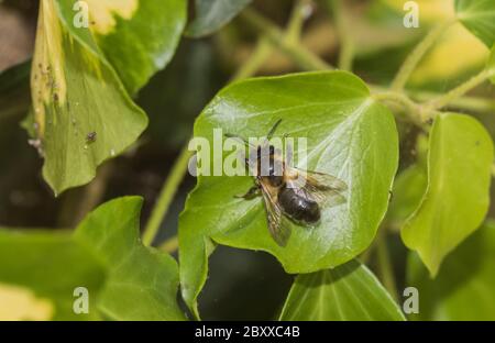 Ape solitaria del genere Andrena appollaiata su una foglia Foto Stock