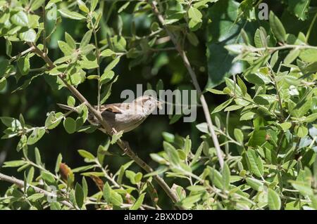 Casa Sparrow (Passer domesticus) con un Mayfly aveva catturato volare sopra il fiume. Un uccello davvero agile! Foto Stock