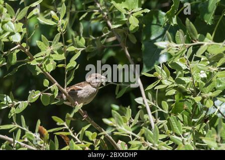 Casa Sparrow (Passer domesticus) con un Mayfly aveva catturato volare sopra il fiume. Un uccello davvero agile! Foto Stock