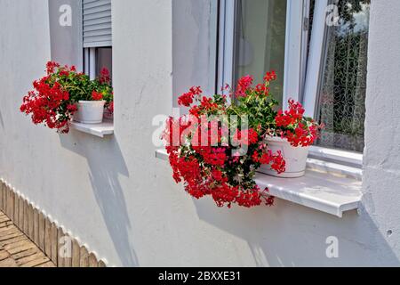 Sui simi di una bella casa di campagna si trova un ornamento, bellissimi gerani rossi che i passanti ammirano. Foto Stock