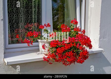 Sui simi di una bella casa di campagna si trova un ornamento, bellissimi gerani rossi che i passanti ammirano. Foto Stock