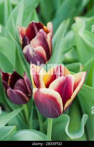 Primo piano del gruppo di tulipa Gavota. Un unico tulipano fiorito scuro di borgogna e giallo pallido appartenente al gruppo trionfale dei tulipani Divisione 3