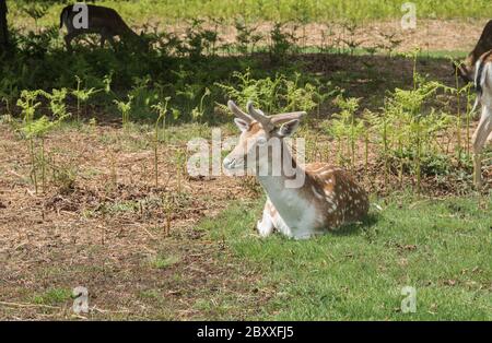 Stag a riposo per il cervo da fiaba (Dama dama) Foto Stock