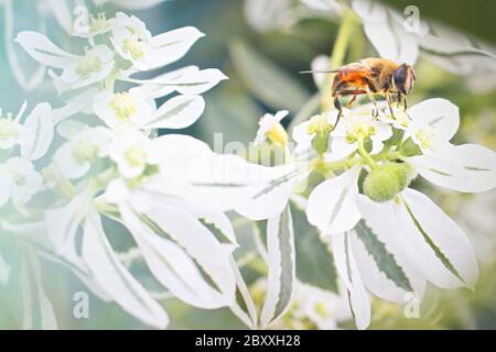 Piccola ape seduta su un fiore bianco. Concetto di primavera Foto Stock