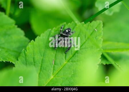 Audace jumping Spider in Springtime Foto Stock