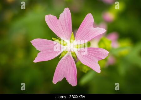 Malow moschata specie di mallow che cresce in prati e fossi di Tian Shan zone montane in verde sfondo sfocato. Vista dall'alto Foto Stock