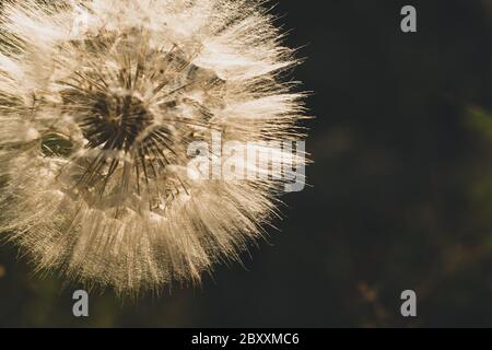 Tragopogon pratensis. Bella foto di un grande dente di leone. Sfondo sfocato. Foto di colore marrone Foto Stock