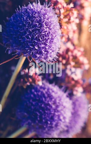 Primo piano di echinops. Fiori selvatici bouquet estivo Foto Stock