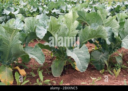 Un mazzetto di piante in un campo pronto per la mietitura Foto Stock