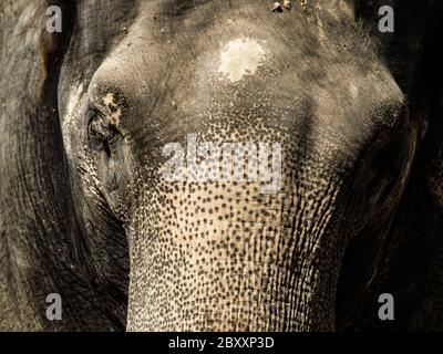 Vista dettagliata della testa dell'elefante Foto Stock