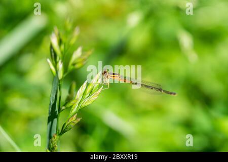 Female Eastern Forktail Dasselfly in Springtime Foto Stock