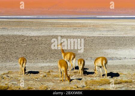 Gruppo familiare di vicunas - Vicugna vicugna - pascolo vicino lagune di Altiplano, Bolivia Foto Stock