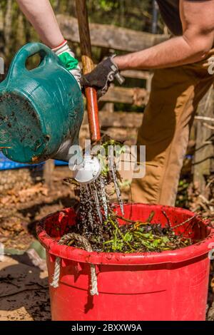 Donna che versa l'acqua in un mix uguale di 'verdi' e 'browns', alla consistenza di una spugna umida, mentre un uomo mescola il composto. Quando si aggiungono altre informazioni Foto Stock