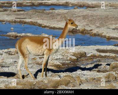 Tipico cameloide selvaggio del sud america Foto Stock