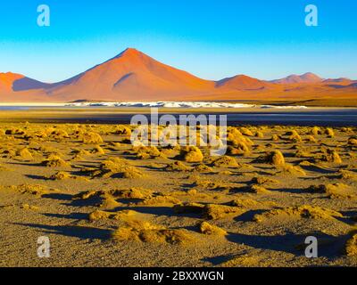 Alte vette e tipici grumi di erba a Laguna Colorada, nell'Altiplano boliviano meridionale Foto Stock