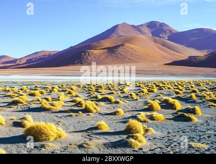 Alte vette e tipici grumi di erba a Laguna Colorada, nell'Altiplano boliviano meridionale Foto Stock