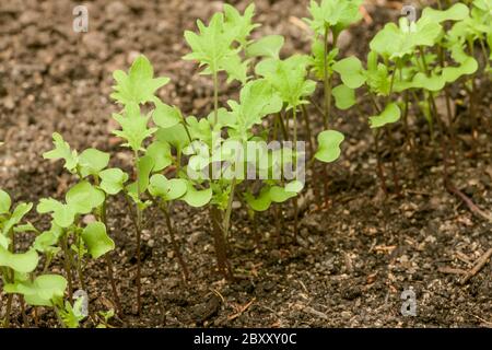 Red Ursa biologico kale inizia a crescere in un giardino di letto rialzato a Issaquah, Washington, Stati Uniti Foto Stock