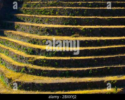 Campi terrazzati come parte del sistema agricolo incano nella valle di Urubamba e Machu Picchu, Perù Foto Stock