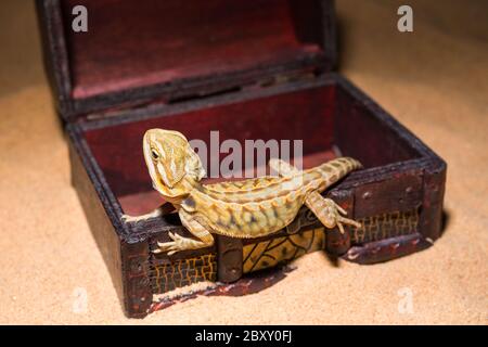 pogona vitticeps lucertola. Lucertola australiana del drago. La lucertola di AGAMA si trova in un tesoro aperto su uno sfondo di sabbia. Primo piano, rettili esotici. Leatherback Het traslucido Hypo Morph. Foto Stock
