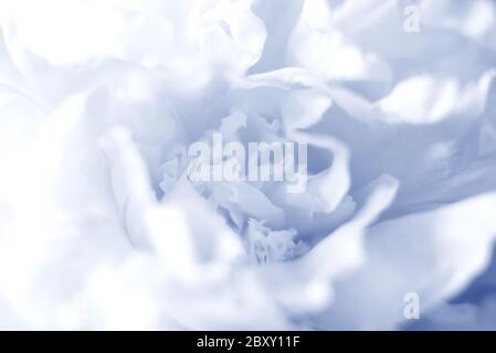 Macro sfondo sfocato di bella bianco blu peony per i tuoi progetti creativi. Foto Stock