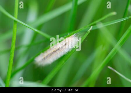 Giallo Collarred Scape Moth Caterpillar Foto Stock