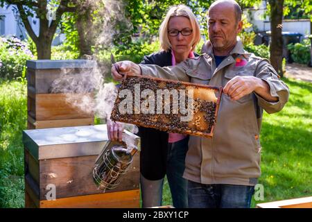 Apicoltori ispezionare un alveare di api e fare un sacco di fumo nel processo. Apicoltura a Grevenbroich, Germania Foto Stock