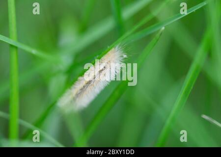 Giallo Collarred Scape Moth Caterpillar Foto Stock