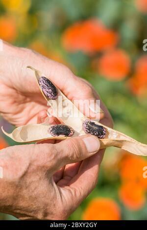 Donna che apre un cestino scarlatto Runner fagiolo, mostrando i fagioli viola e nero all'interno, con Nasturtiums sullo sfondo, a Carnation, Washington Foto Stock