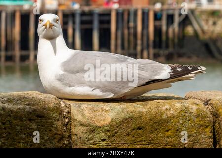 Seagull seduto sul muro di banchina guardando la macchina fotografica a Whitby, Scarborough, Inghilterra Foto Stock