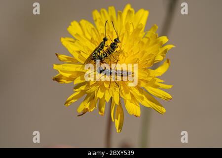 Black Soldier Fly Flies insetti Hermetia Illucens accoppiamento su giallo dandelioni Foto Stock