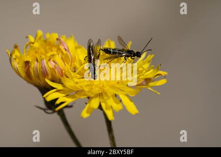 Black Soldier Fly Flies insetti Hermetia Illucens accoppiamento su giallo dandelioni Foto Stock