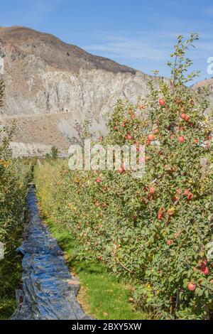 Alberi di mele in file nel paese della coltivazione della mela sulla Route 97 vicino Orondo, Washington, USA. Sfondo è Cascades orientale.