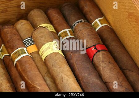 I sigari in un humidor close up Foto Stock