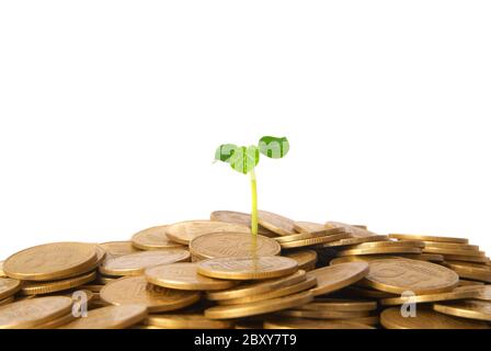Pianta verde crescente dalle monete metalliche Foto Stock
