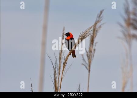 Maschio Rosso Vescovo Weaver Bird (Euplectes orix) Foto Stock