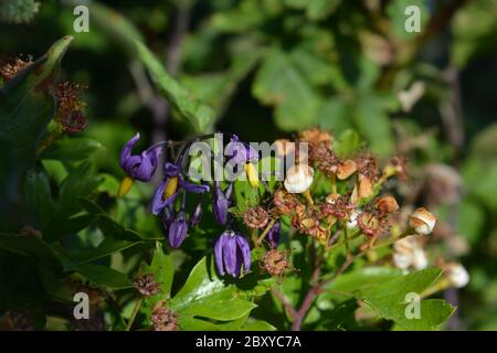 Fiori viola di Woody Nightshade, noto anche come Solanum dulcamara, in un ricovino all'inizio dell'estate, Dorset, Regno Unito Foto Stock