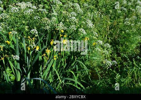 Fiori gialli iris, conosciuti anche come Iris pseudacorus o bandiera dell'acqua, che fioriscono sulla riva di un ruscello a Dorset, Inghilterra Foto Stock