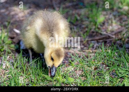 Un bambino Canada oca in erba corta. Sta mangiando qualcosa dal suolo con il suo becco aperto. Vista in primo piano. Foto Stock